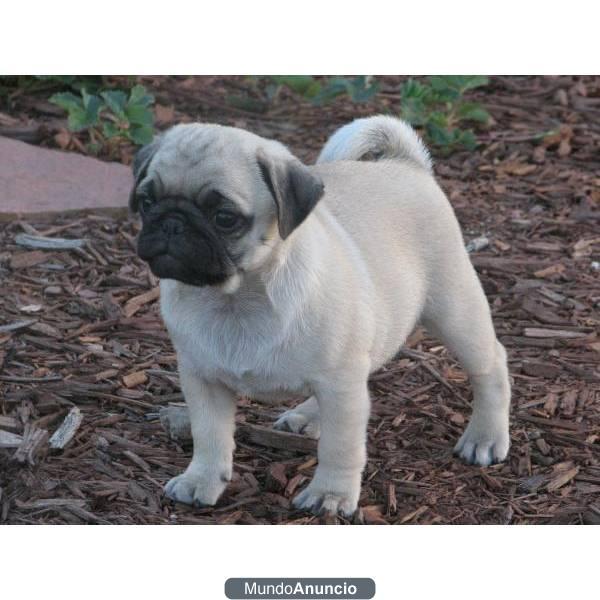 UN PUG CACHORRO EXCELENTE