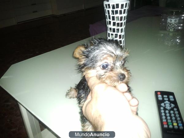 yorkshire terrier mini