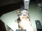 yorkshire terrier mini - mejor precio | unprecio.es