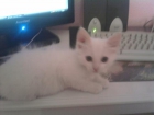busco gato angora turco de 4 meses para montas - mejor precio | unprecio.es