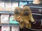 CACHORRITOS DE CHOW CHOW, PRECIOSOS 300 EUROS - mejor precio | unprecio.es