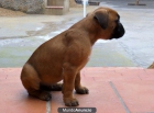 CACHORROS BOXER - mejor precio | unprecio.es