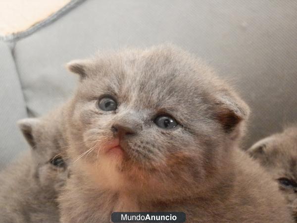 Camada Scottish fold y British shorthair