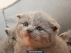 Camada Scottish fold y British shorthair - mejor precio | unprecio.es