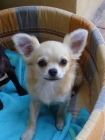 Chihuahua de pelo largo - cachorro FCI - mejor precio | unprecio.es