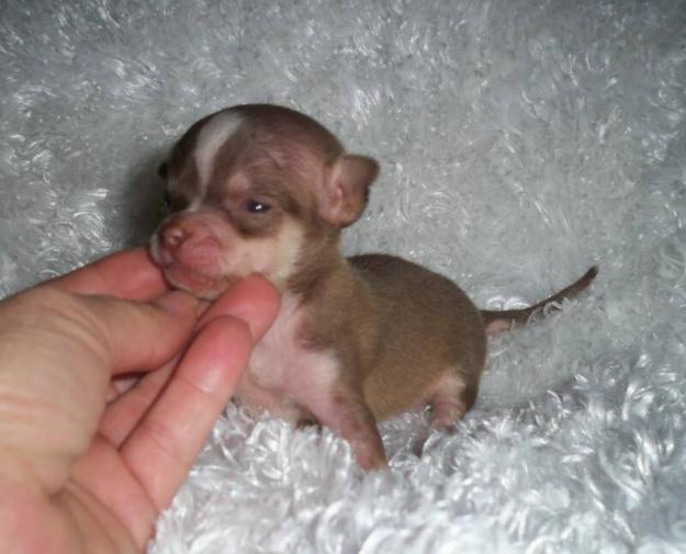 Chihuahuas color chocolate