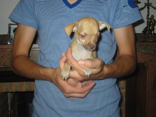 Chihuahuas de bolsillo,pedigree desde 450 Eur.