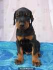 Estupendos doberman - mejor precio | unprecio.es