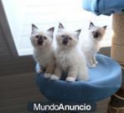 gatitos consagran Birmania contra buen cuidado - mejor precio | unprecio.es