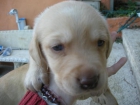 Labrador cachoros - mejor precio | unprecio.es