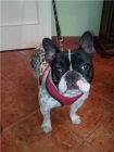 Luna, enferma de oido, pero con mucha vida, le adoptas? - mejor precio | unprecio.es