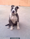 pitbull blue - mejor precio | unprecio.es