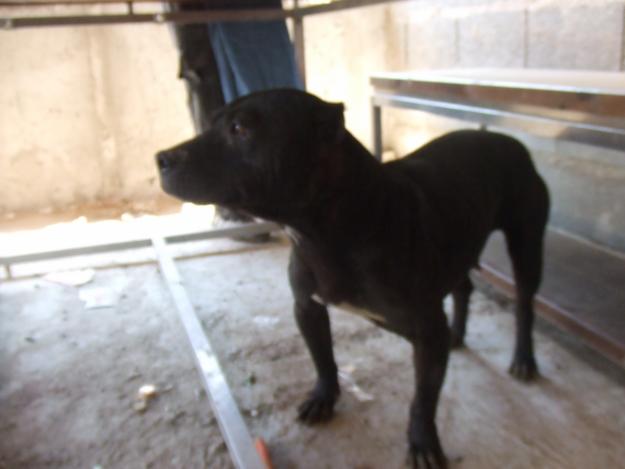 VENDO PIT BULL MEXICANO