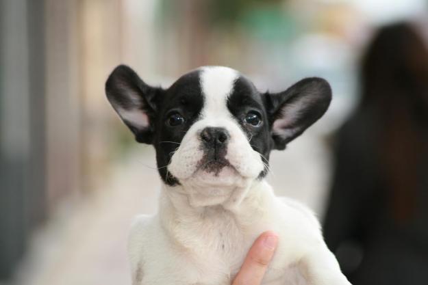 Bulldog frances