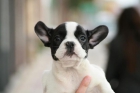 Bulldog frances - mejor precio | unprecio.es