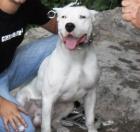 Dogo Argentino para montas - mejor precio | unprecio.es