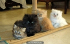 Gatos persas - mejor precio | unprecio.es
