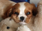 Micro hermosa desbastada Cavalier King Charles Spaniels - mejor precio | unprecio.es