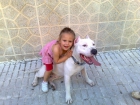 pitbull blanco - mejor precio | unprecio.es