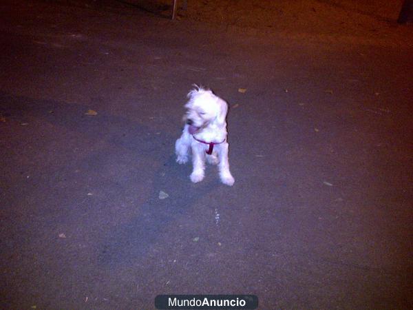 regalo a mi perro