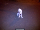 regalo a mi perro - mejor precio | unprecio.es