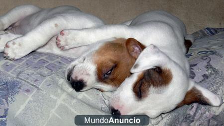 Regalo Jack Russel Terrier cachorros/ Madrid