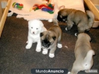 Regalo preciosa akita inu cachorros - mejor precio | unprecio.es