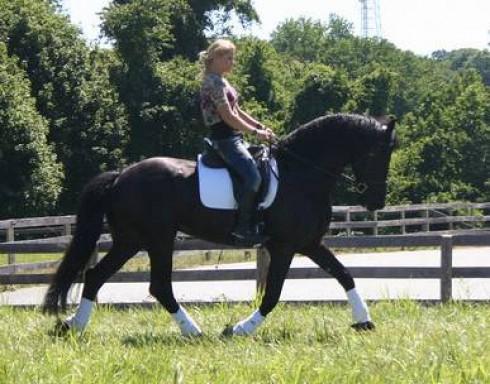 Saludable Caballos Friesian Negro en venta.