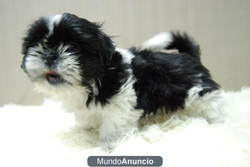 SHIH TZU NEGROS Y BICOLORES CON 2 MESES DISPONIBLES CACHORROS
