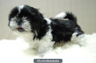 SHIH TZU NEGROS Y BICOLORES CON 2 MESES DISPONIBLES CACHORROS - mejor precio | unprecio.es