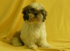 shih tzus bonitos - mejor precio | unprecio.es
