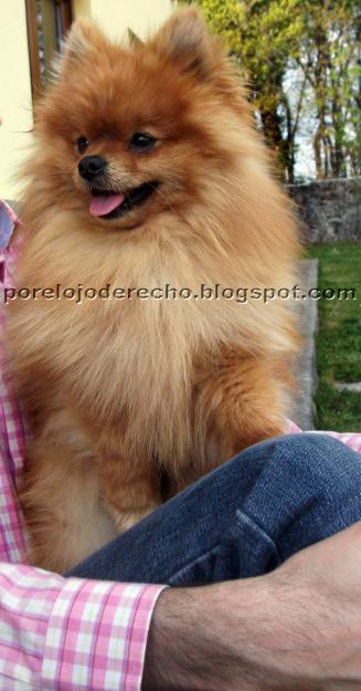 Montas de pomerania muy pequeño y peludo, con pedigrí