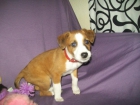 Adopta a Nico - mejor precio | unprecio.es