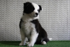 Border Collie camada de calidad pedigree LOE - mejor precio | unprecio.es