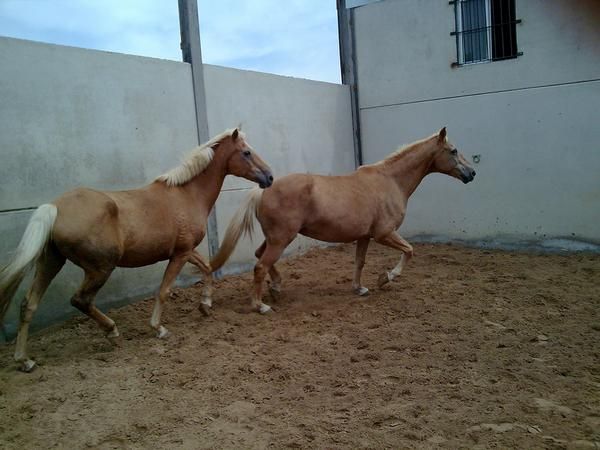 caballos -yeguas