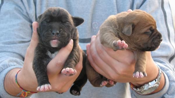 CACHORROS DE BOXER    ¡¡¡150EUROS!!!