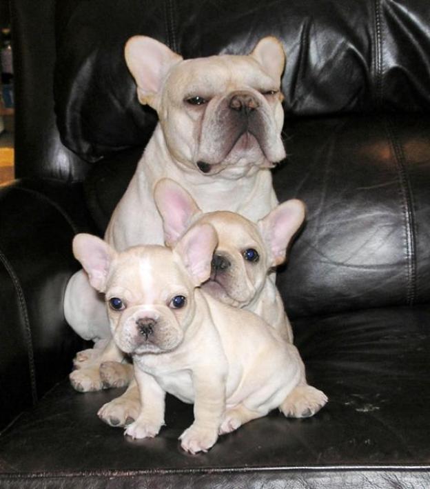 Canada de Bulldog Frances