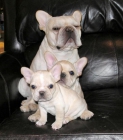 Canada de Bulldog Frances - mejor precio | unprecio.es