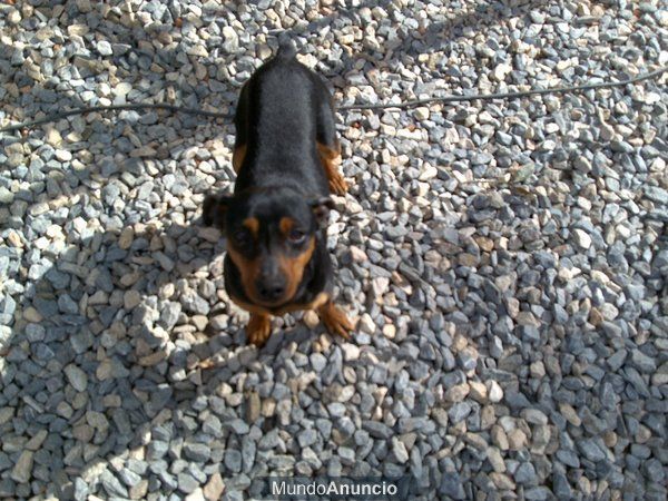 DE PERROS EN TARRAGONA