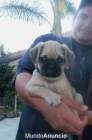 Pug Cachorro Hermoso Pug Cachorro Hermoso - mejor precio | unprecio.es