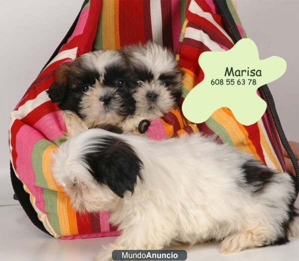 Tu Shih-Tzu a un precio sin igual