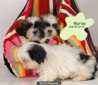 Tu Shih-Tzu a un precio sin igual - mejor precio | unprecio.es