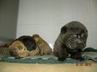 Vendo Shar Pei - mejor precio | unprecio.es