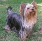 YORKSHIRE TERRIER STANDAR 390 - mejor precio | unprecio.es