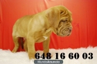 DOGO DE BURDEOS¡¡ CACHORROS DISPONIBLES DE DOS MESES DE EDAD - mejor precio | unprecio.es