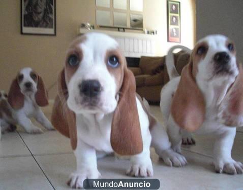 AdoptionRegalo Basset Hound