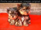Cachorritos Yorkshire Toys - mejor precio | unprecio.es