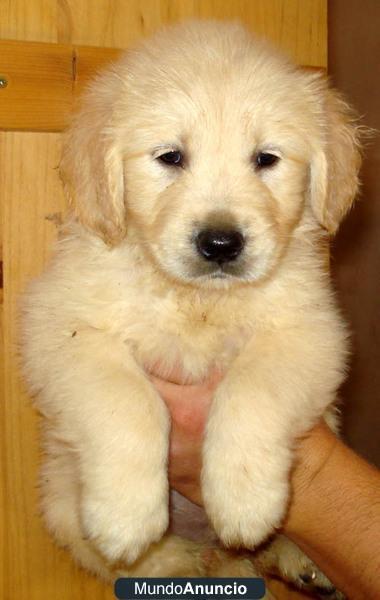 Golden Retriever guapisimos