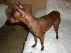 Ofrezco mini pinscher para monta en valencia - mejor precio | unprecio.es