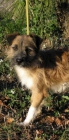 TODOS ESTOS PERRITOS ESTAN ESPERANDO UNA OPORTUNIDAD - mejor precio | unprecio.es